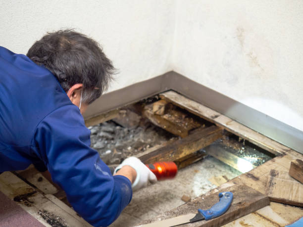 Best Mold Damage Repair  in Ouray, CO