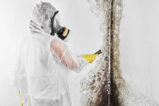 Best Mold Cleaning Services  in Ouray, CO