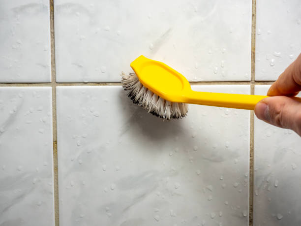Best Same-Day Mold Removal  in Ouray, CO