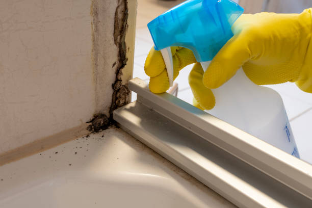 Best Professional Mold Removal  in Ouray, CO