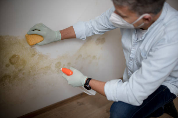 Best Mold Removal Company Near Me  in Ouray, CO