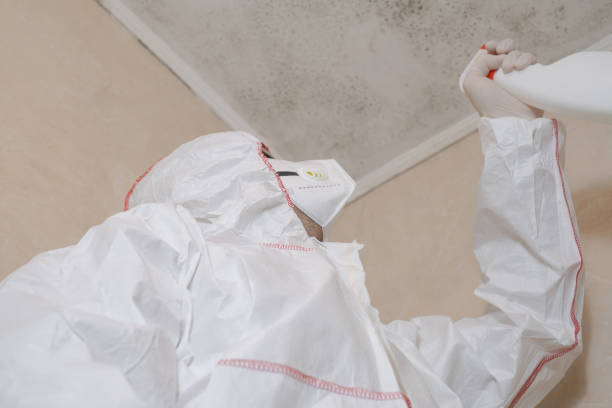 Best Black Mold Removal  in Ouray, CO