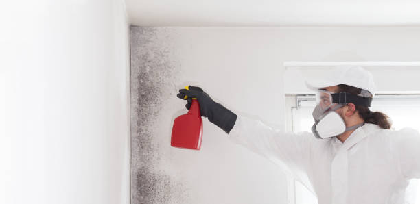 Best Attic Mold Removal  in Ouray, CO