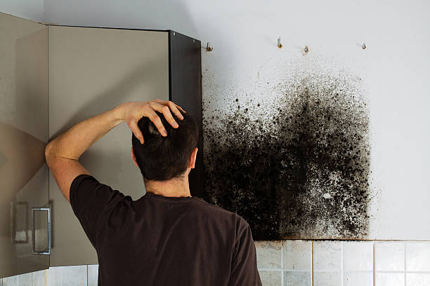 Best Certified Mold Removal  in Ouray, CO