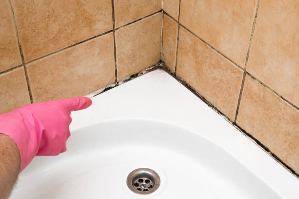 Best Crawl Space Mold Removal  in Ouray, CO