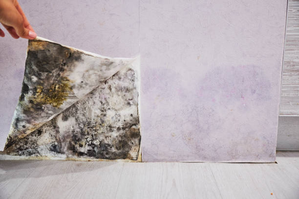Best Mold Removal Near Me  in Ouray, CO